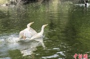 解梦软件吉林：罕见白鸬鹚连续两年“故地重游”