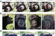解梦软件国际最新研究：机器人“打哈欠” 黑猩猩被传染