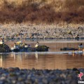 解梦软件歙县完成安徽首个县域生物多样性调查 共记录物种近4千种